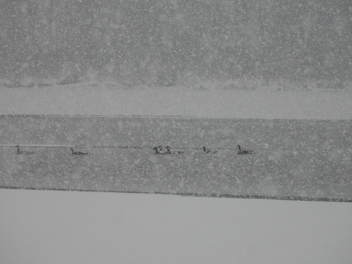 Canada Goose - ML646526895