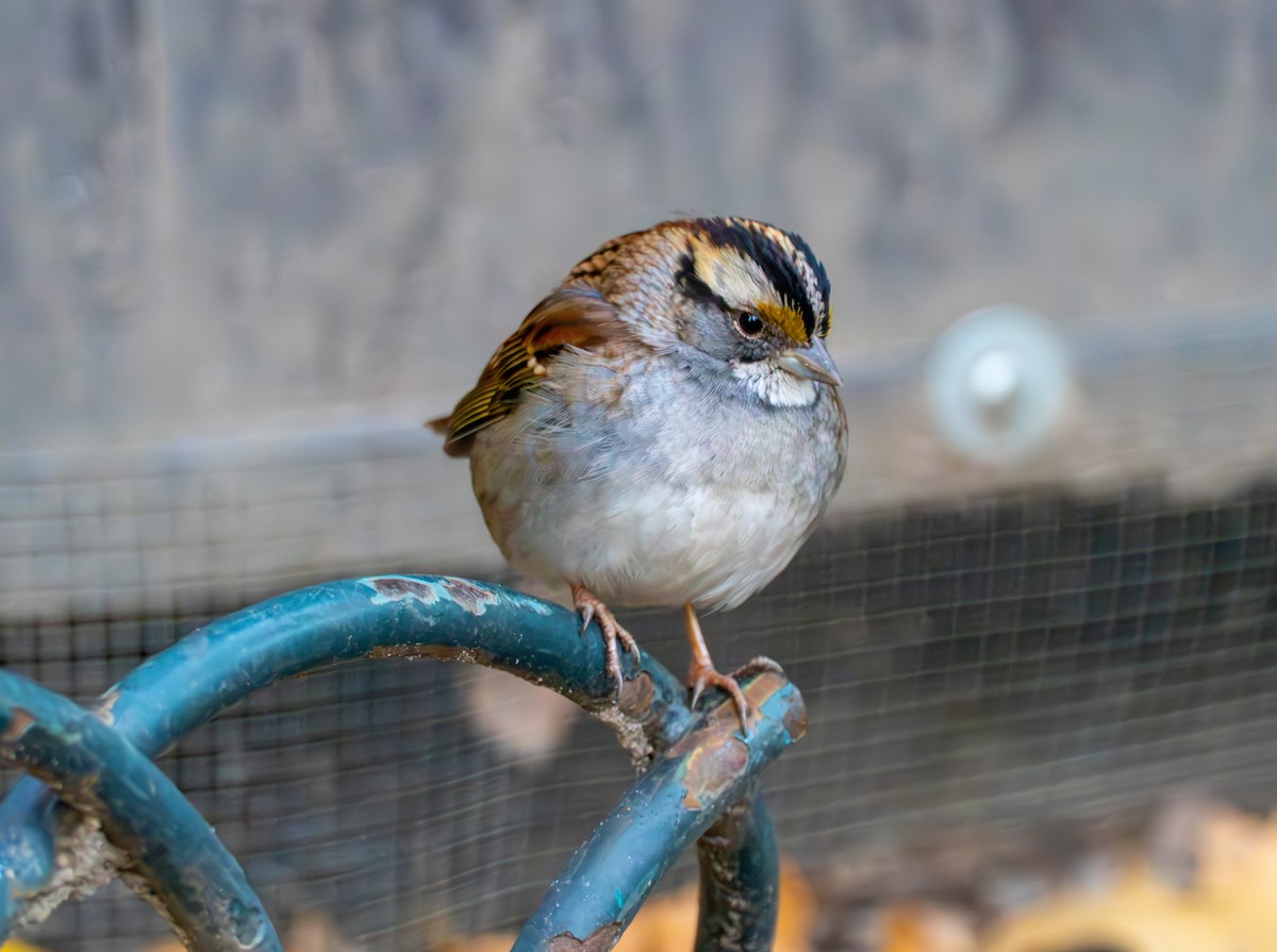 White-throated Sparrow - ML646526900