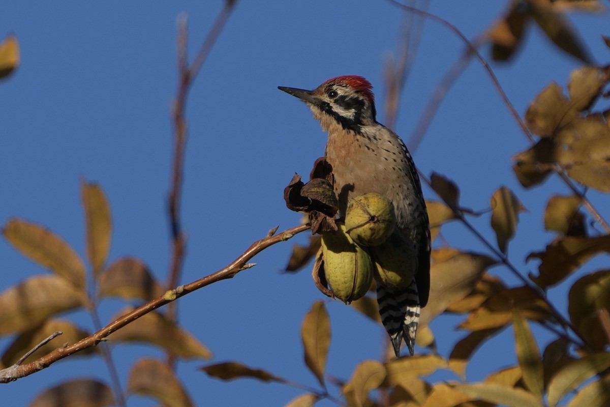 Ladder-backed Woodpecker - ML646526903