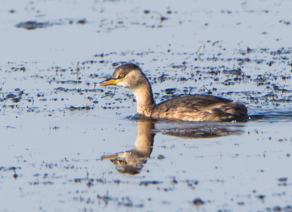 Txilinporta txikia - ML646526904