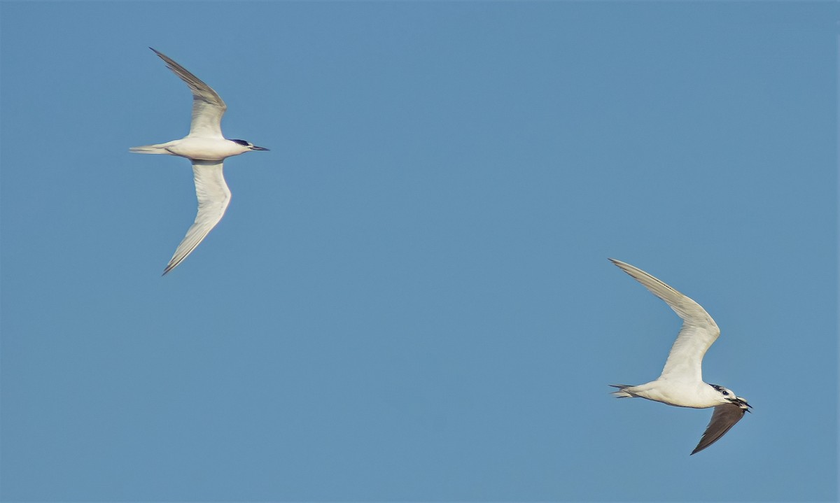 Pembe Sumru - ML646526905