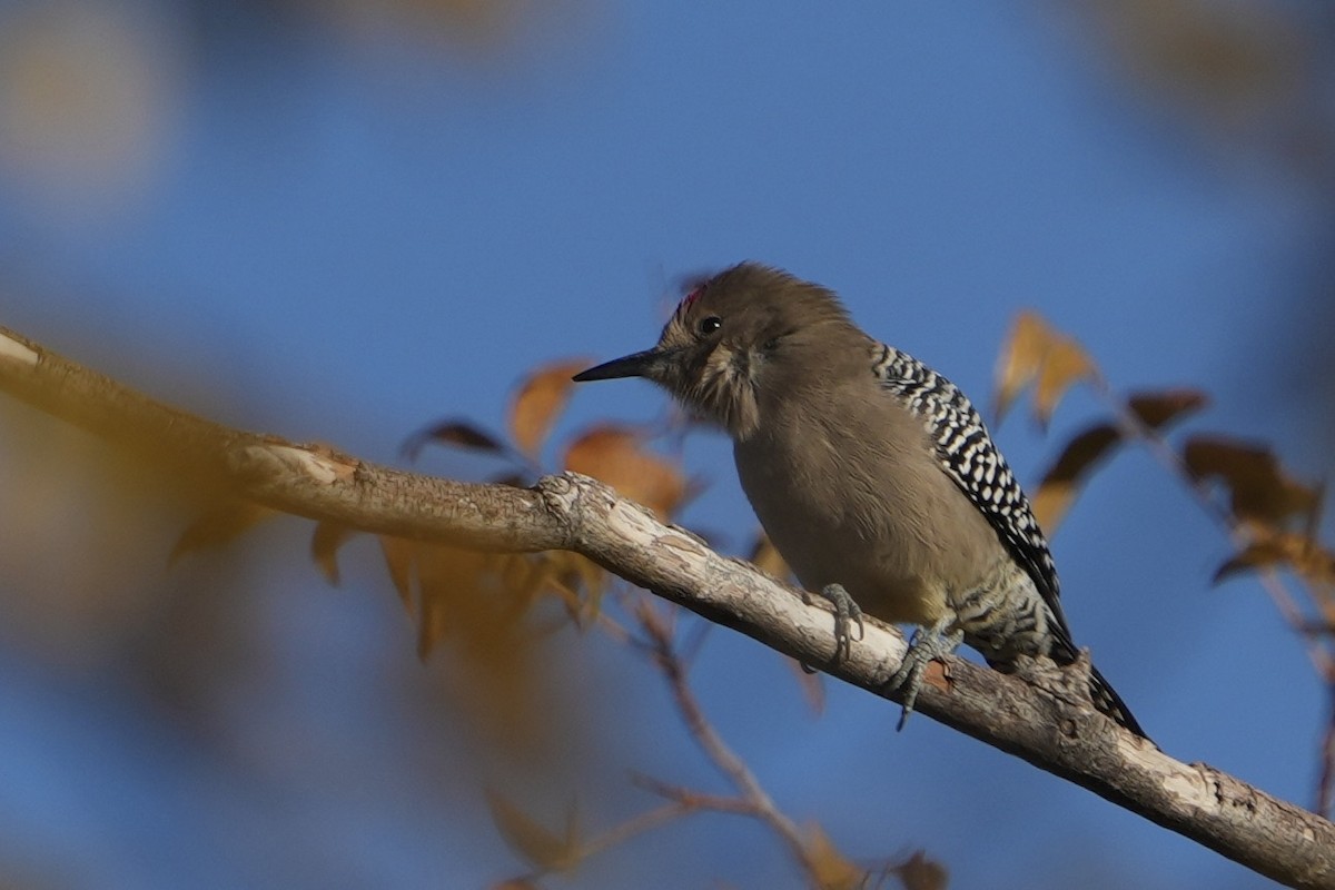 Gila Woodpecker - ML646526909