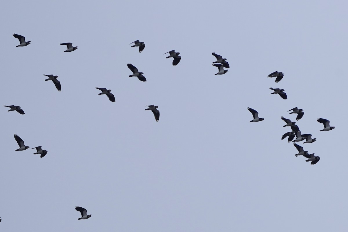 Northern Lapwing - ML646526913