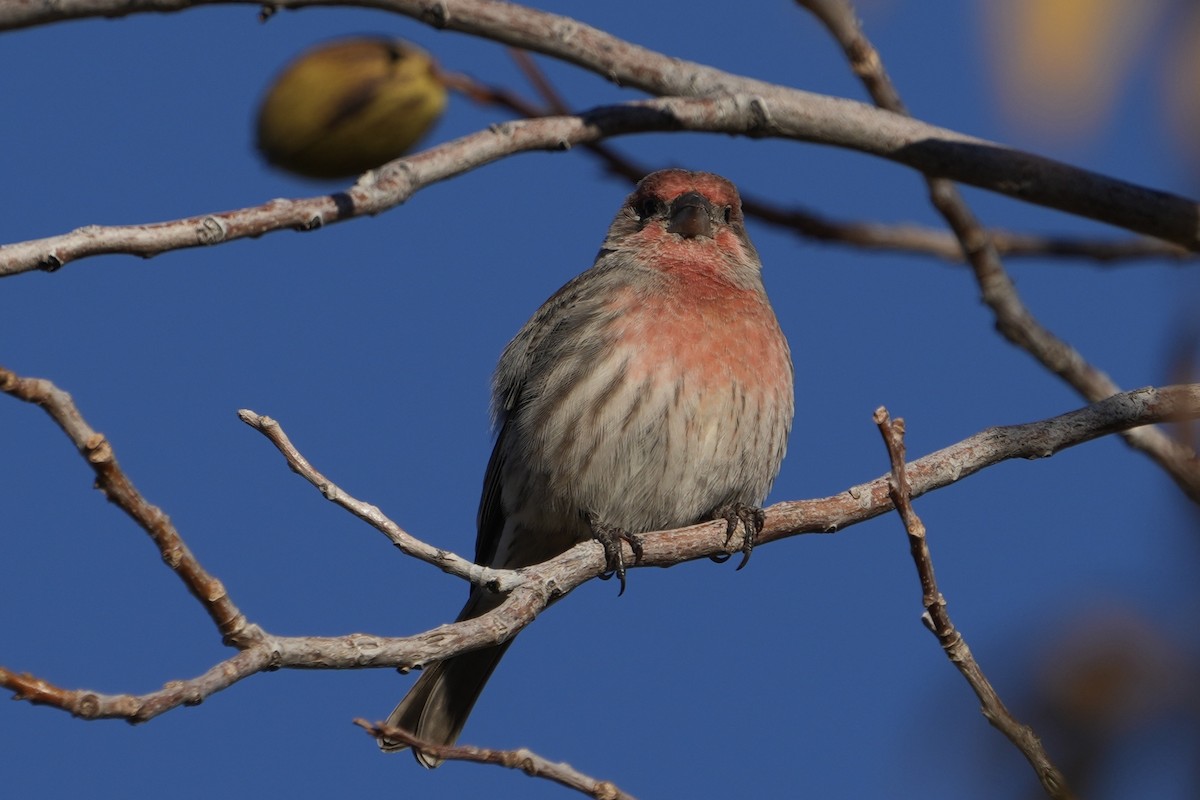 House Finch - ML646526914