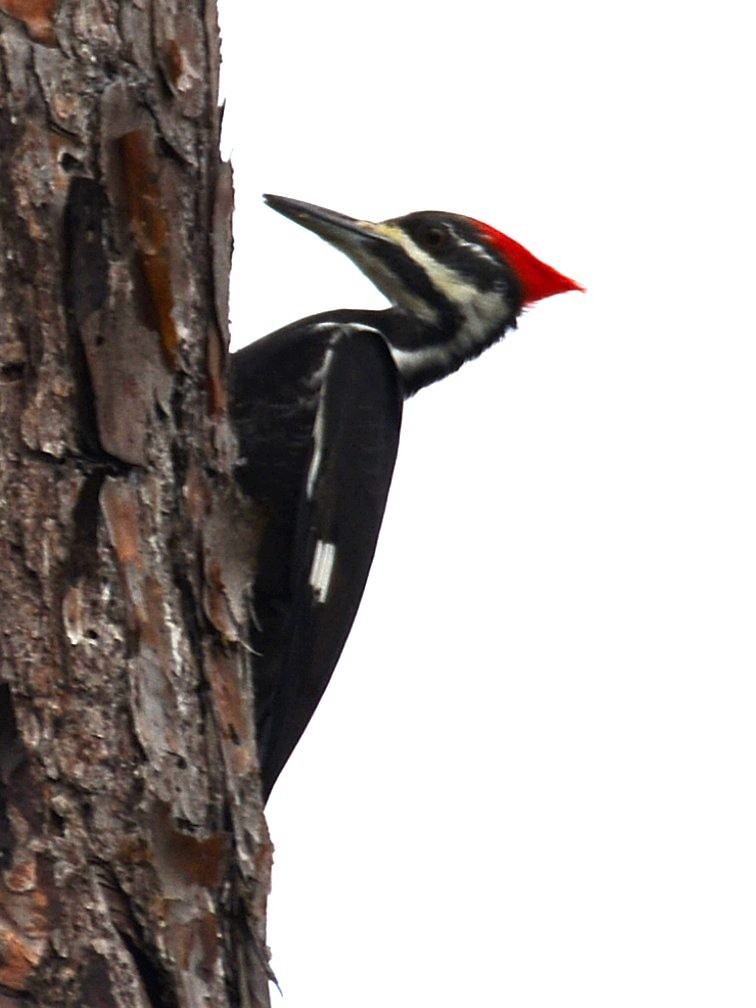 Pileated Woodpecker - ML646526915