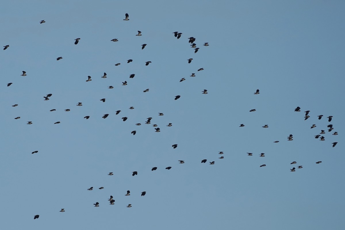 Northern Lapwing - ML646526917