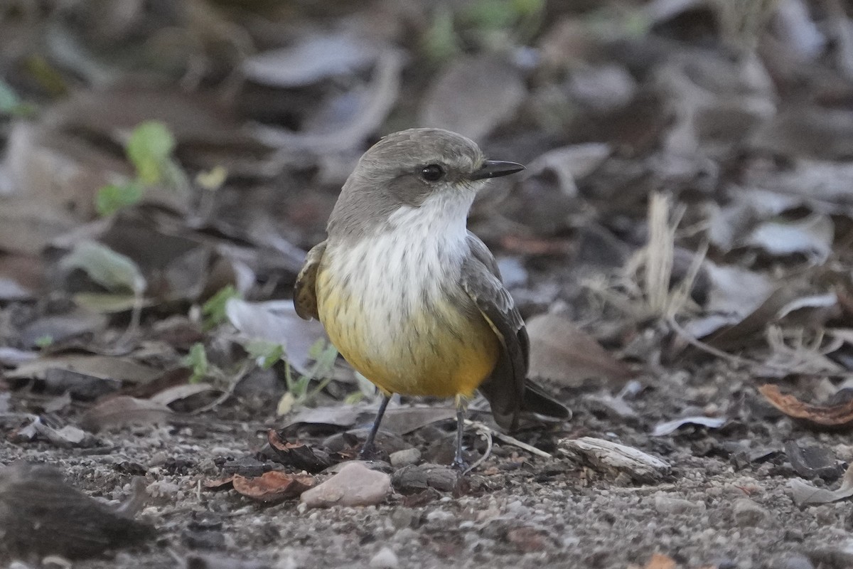 Vermilion Flycatcher - ML646526919