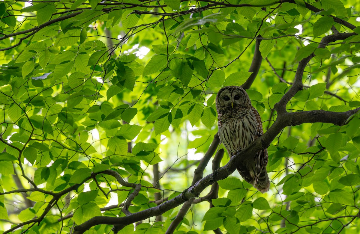Barred Owl - ML646526920