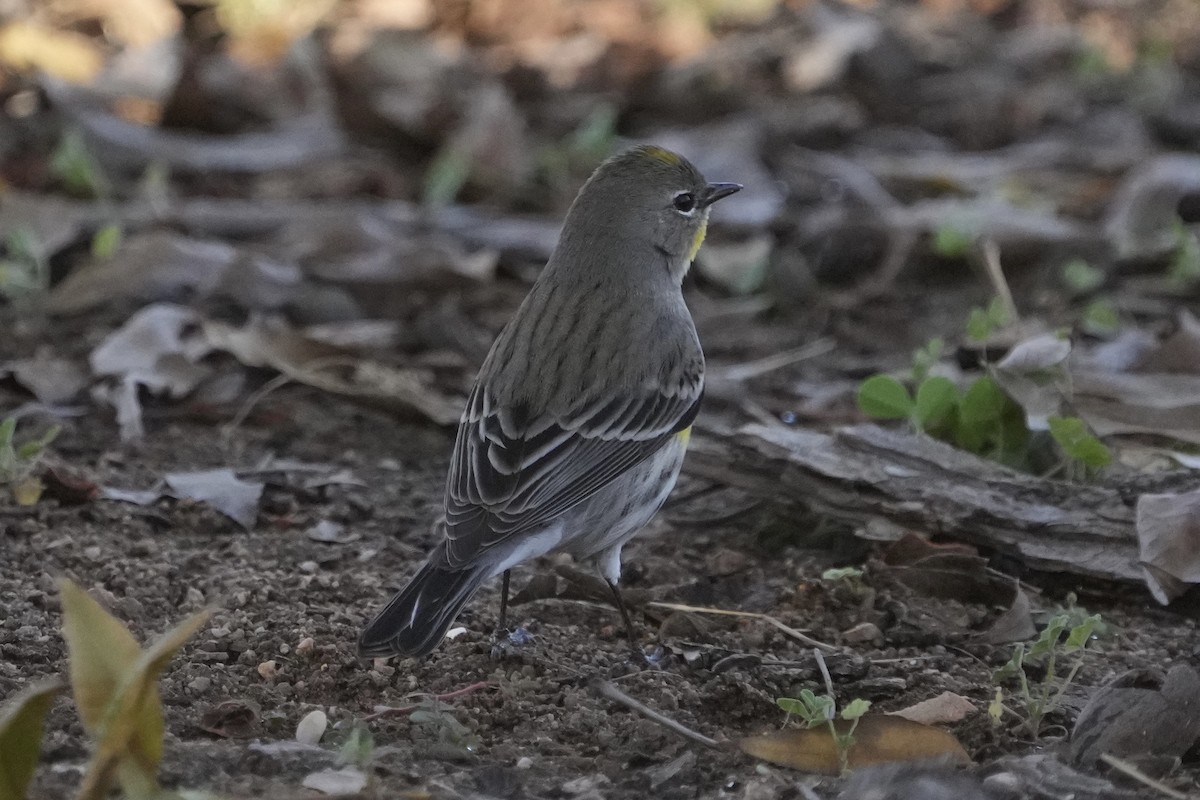 Пісняр-лісовик жовтогузий - ML646526922