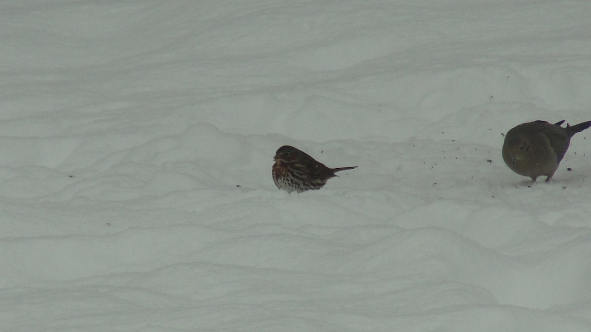 revespurv - ML646526924