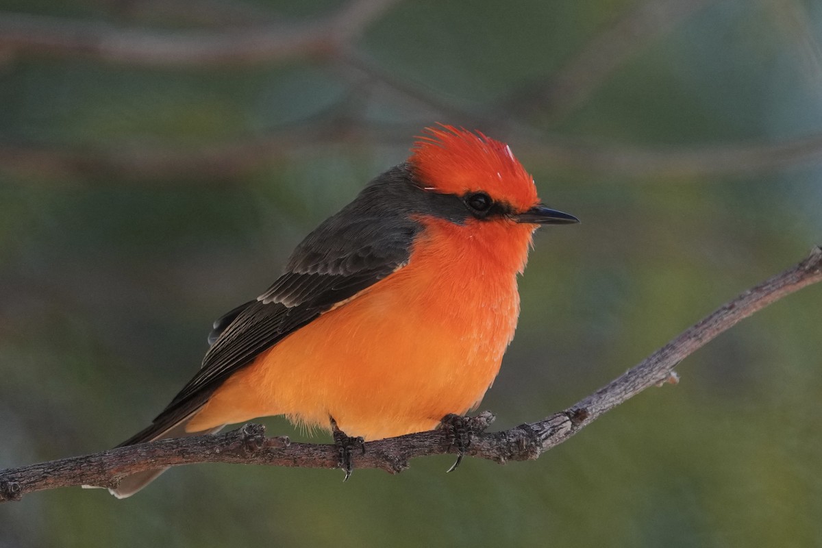 Vermilion Flycatcher - ML646526925