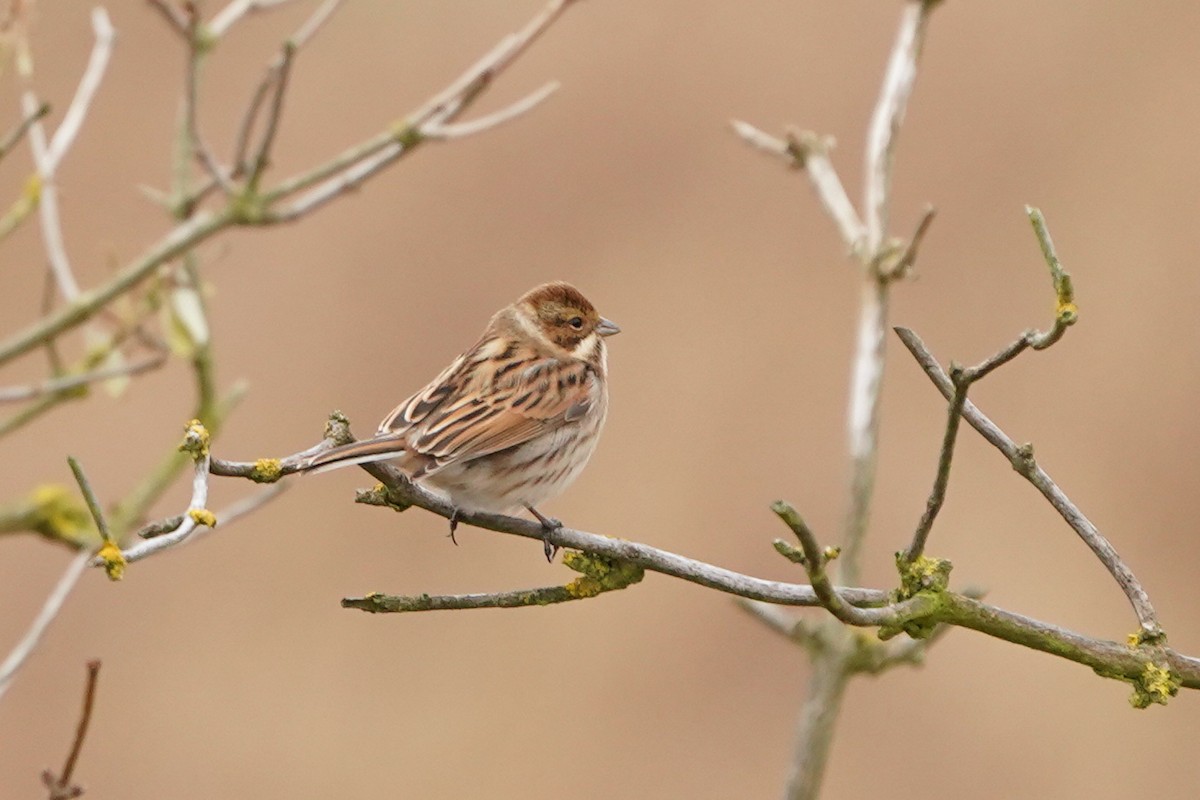 Reed Bunting - ML646526926