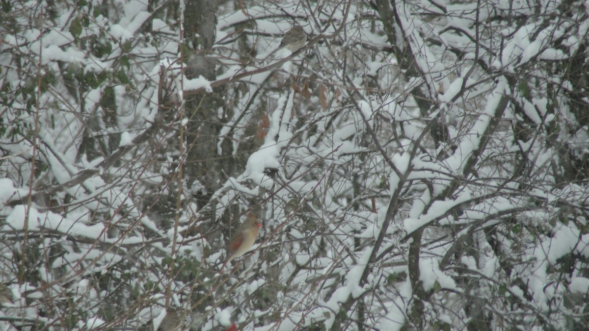 Kardinal arrunta - ML646526927