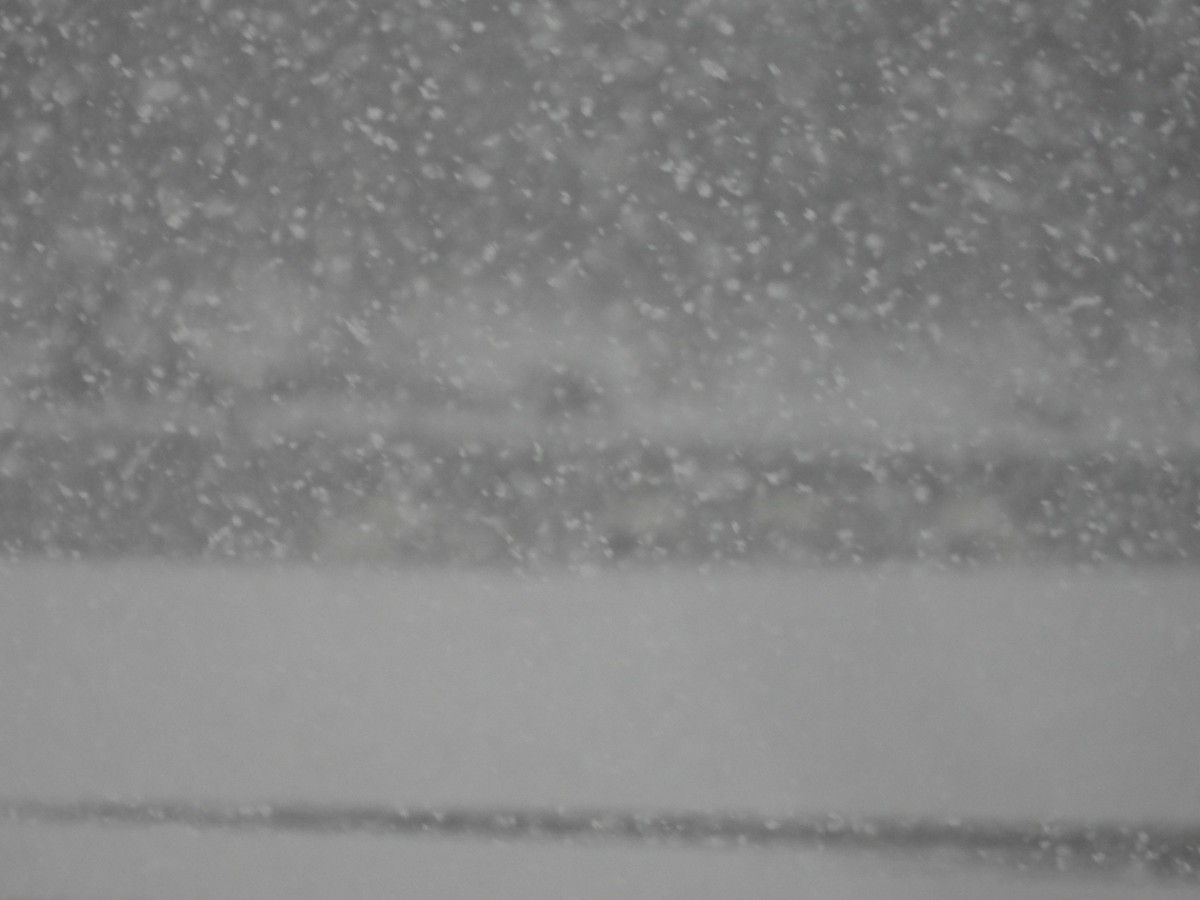 Mute Swan - ML646526930