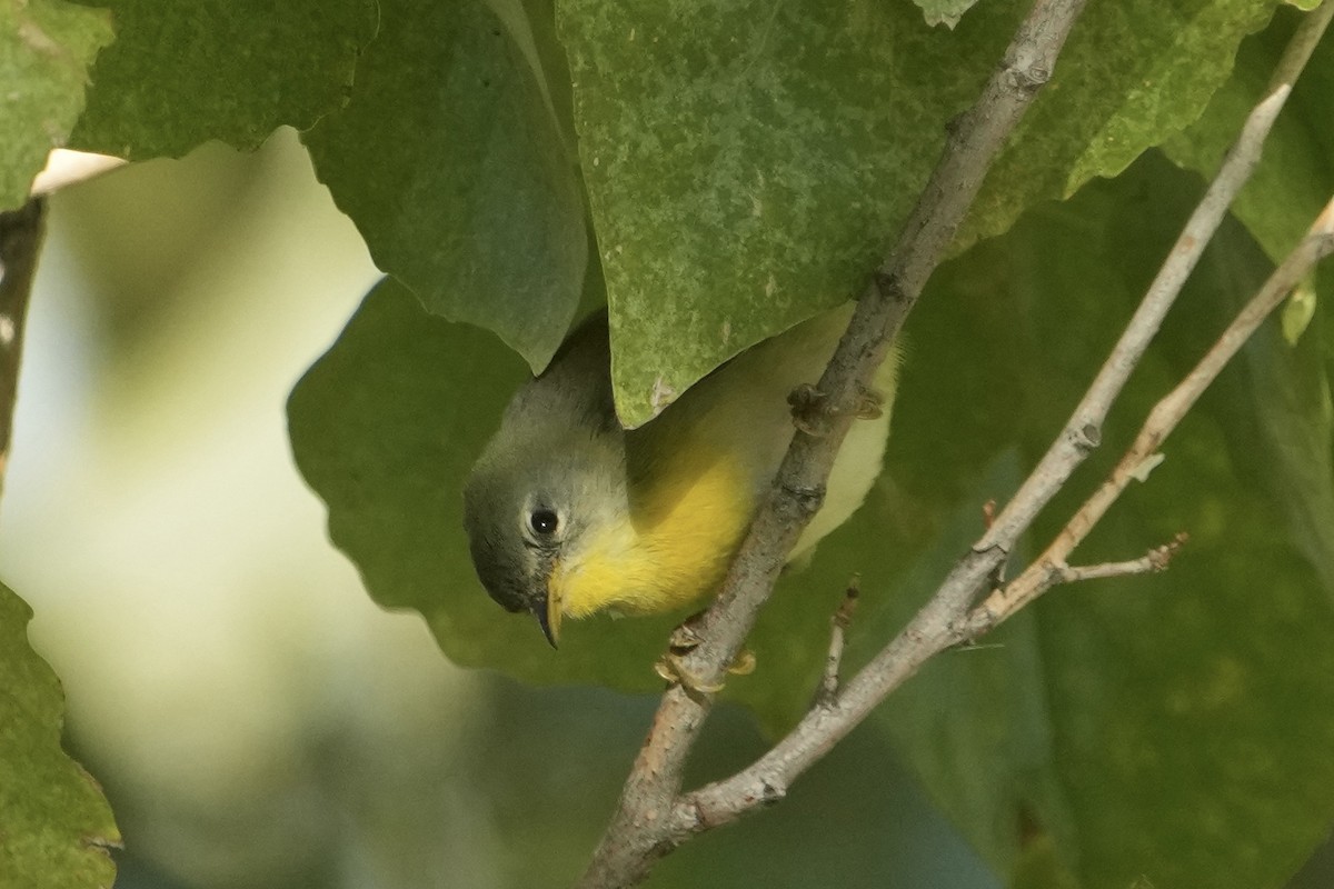 Northern Parula - ML646526934