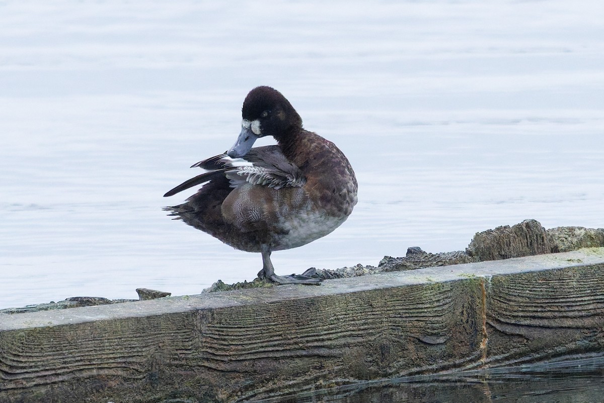 Lesser Scaup - ML646526939