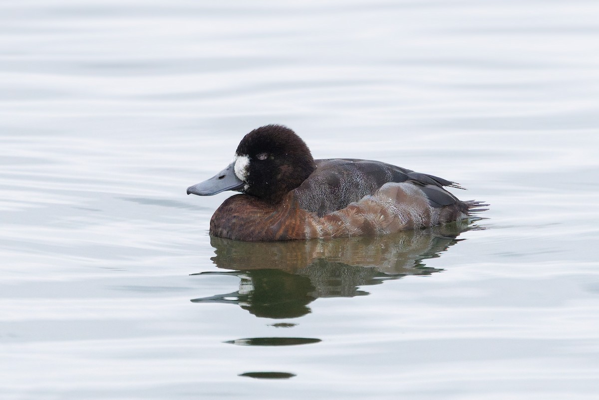 Lesser Scaup - ML646526940