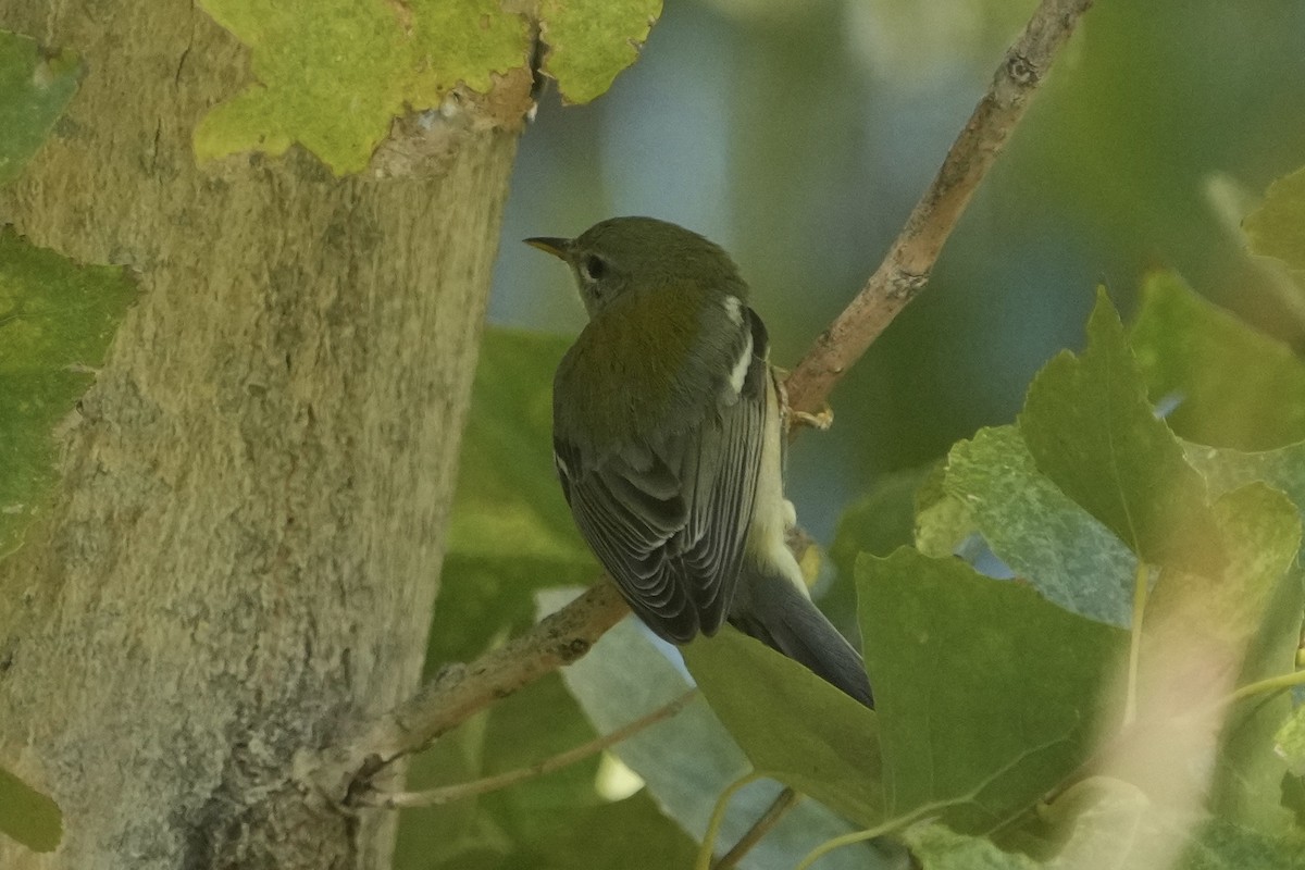 Northern Parula - ML646526941