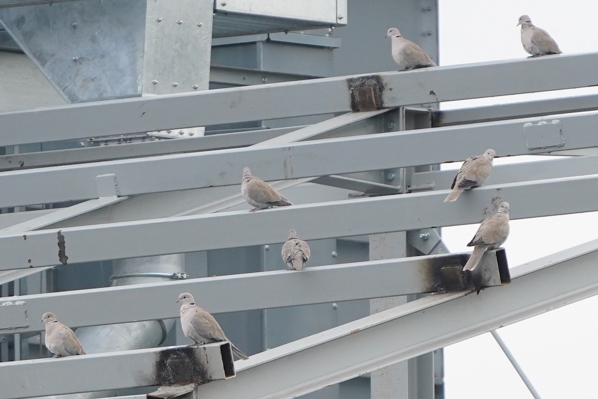 Eurasian Collared-Dove - ML646526942