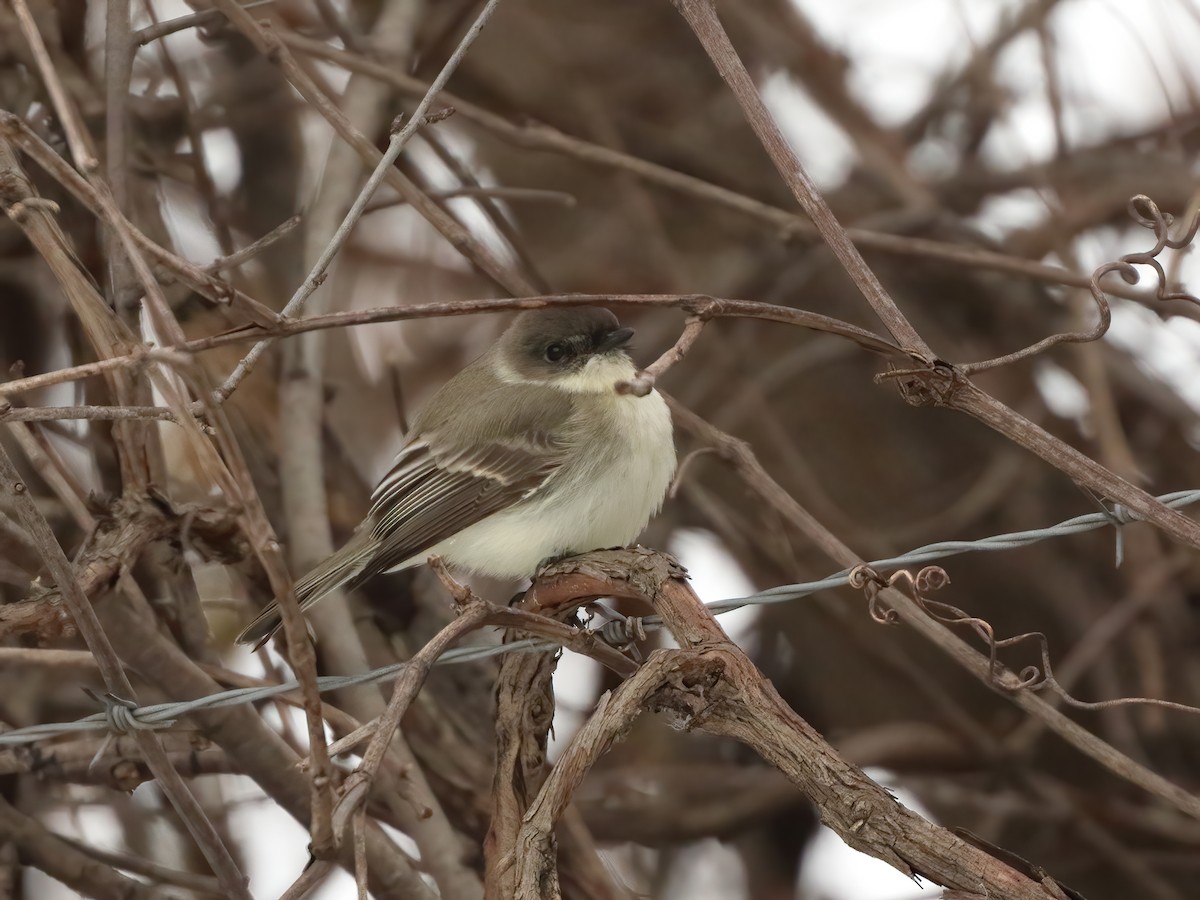 tyranovec domácí - ML646526943