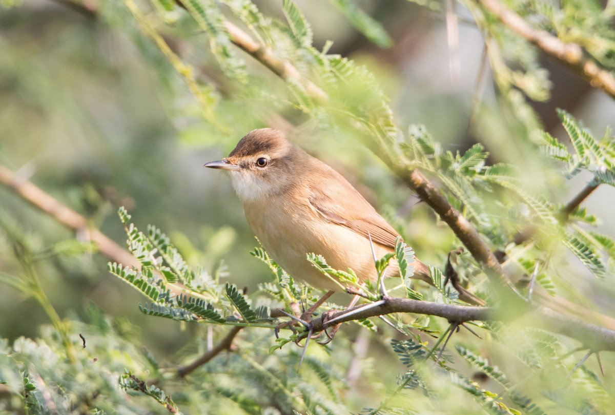 Landa-lezkaria - ML646526944