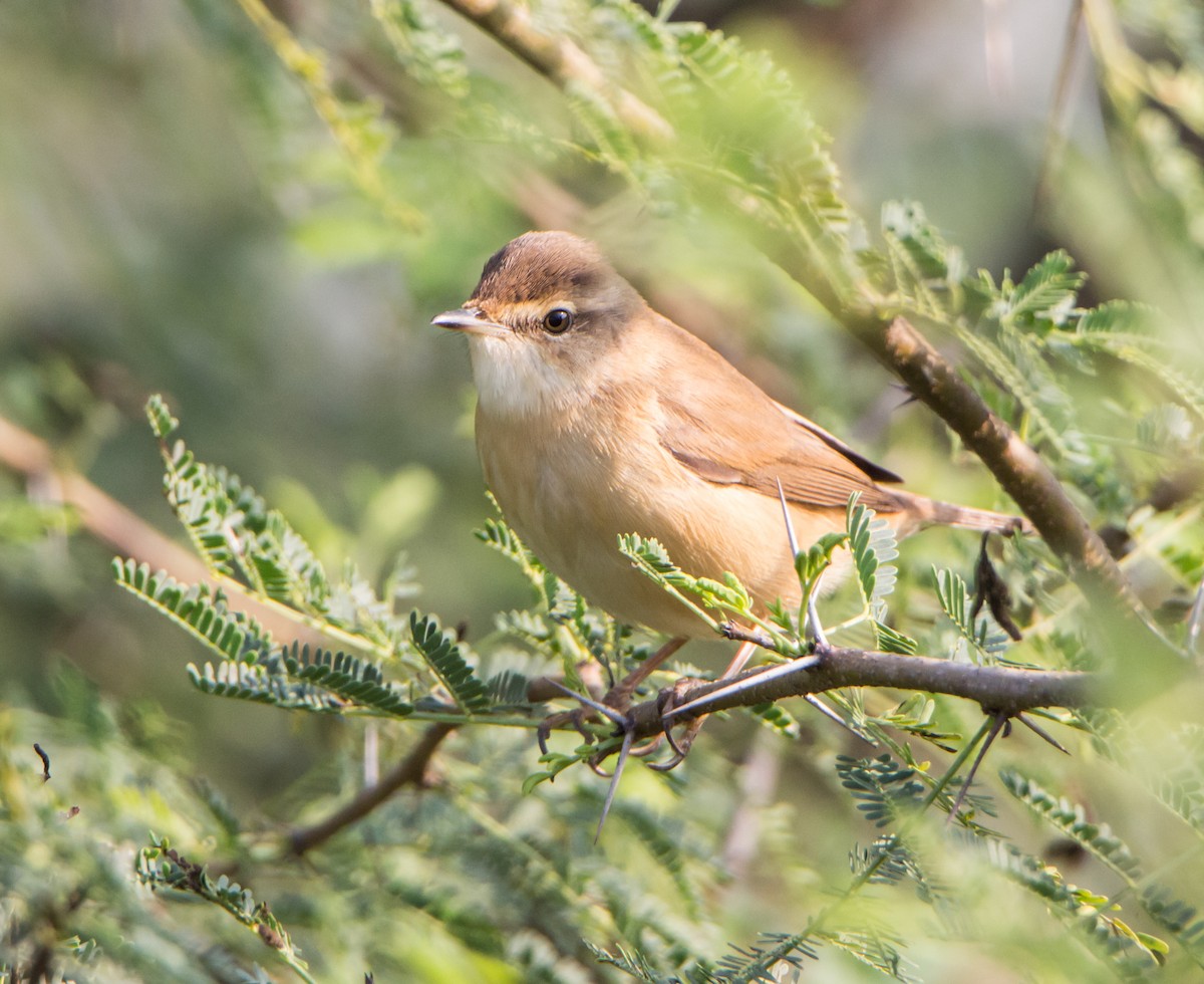 Landa-lezkaria - ML646526945