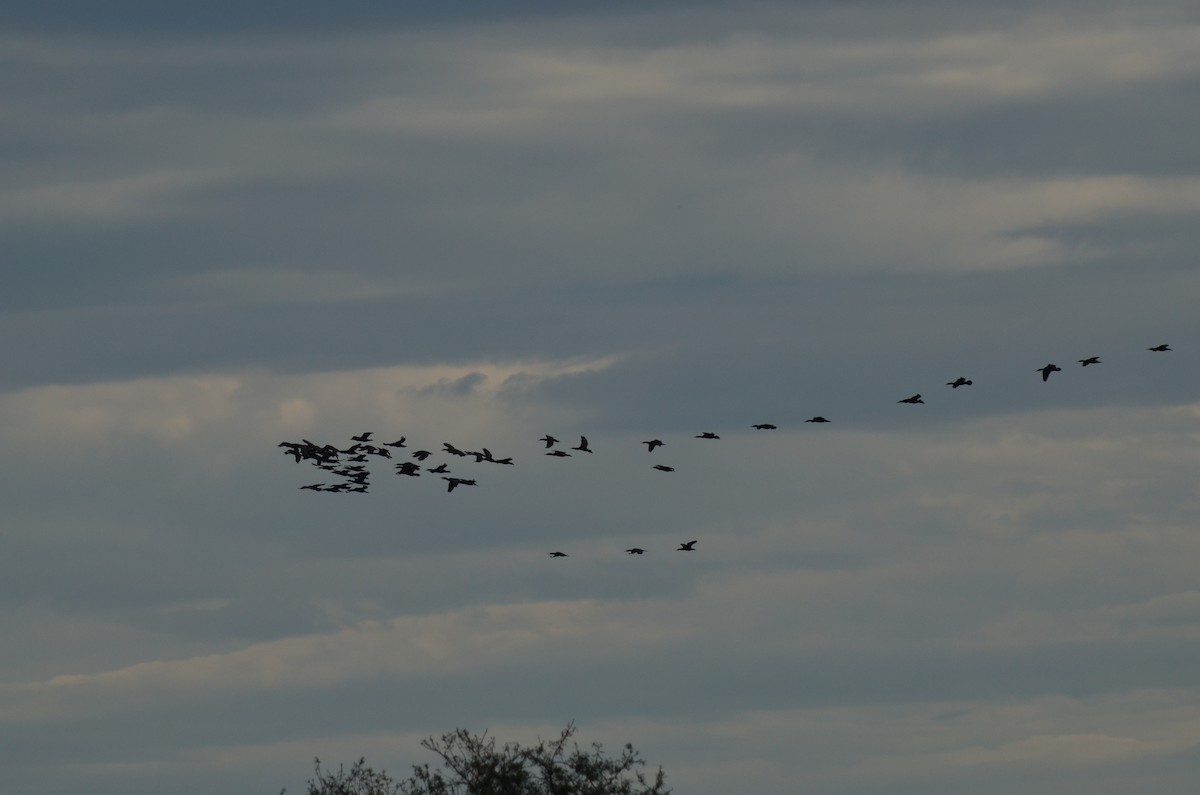 カワウ - ML646526948