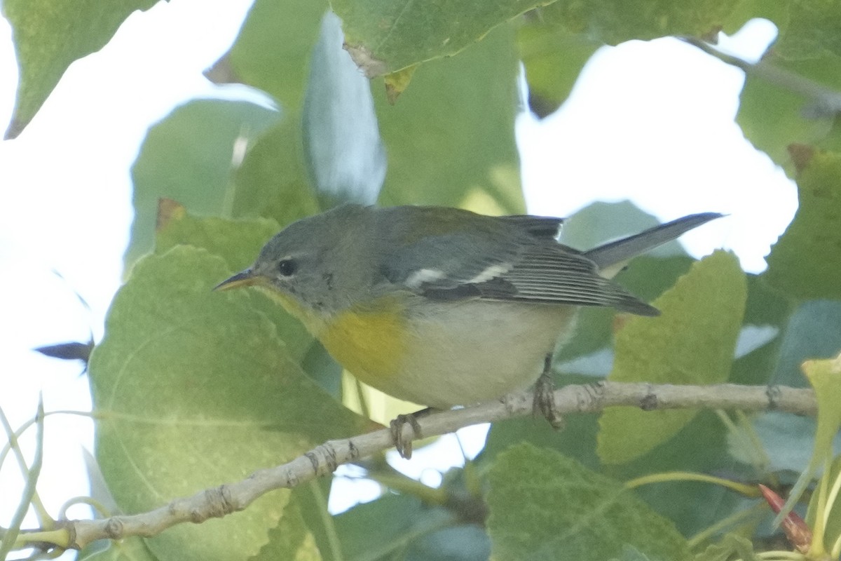 Northern Parula - ML646526949