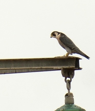 Peregrine Falcon - ML646526951