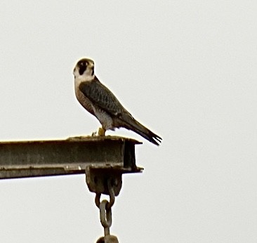Peregrine Falcon - ML646526952