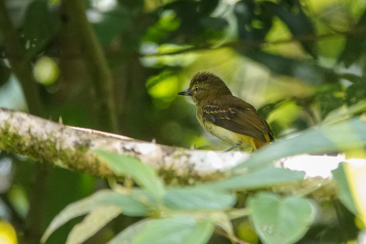 Bright-rumped Attila - ML646526953