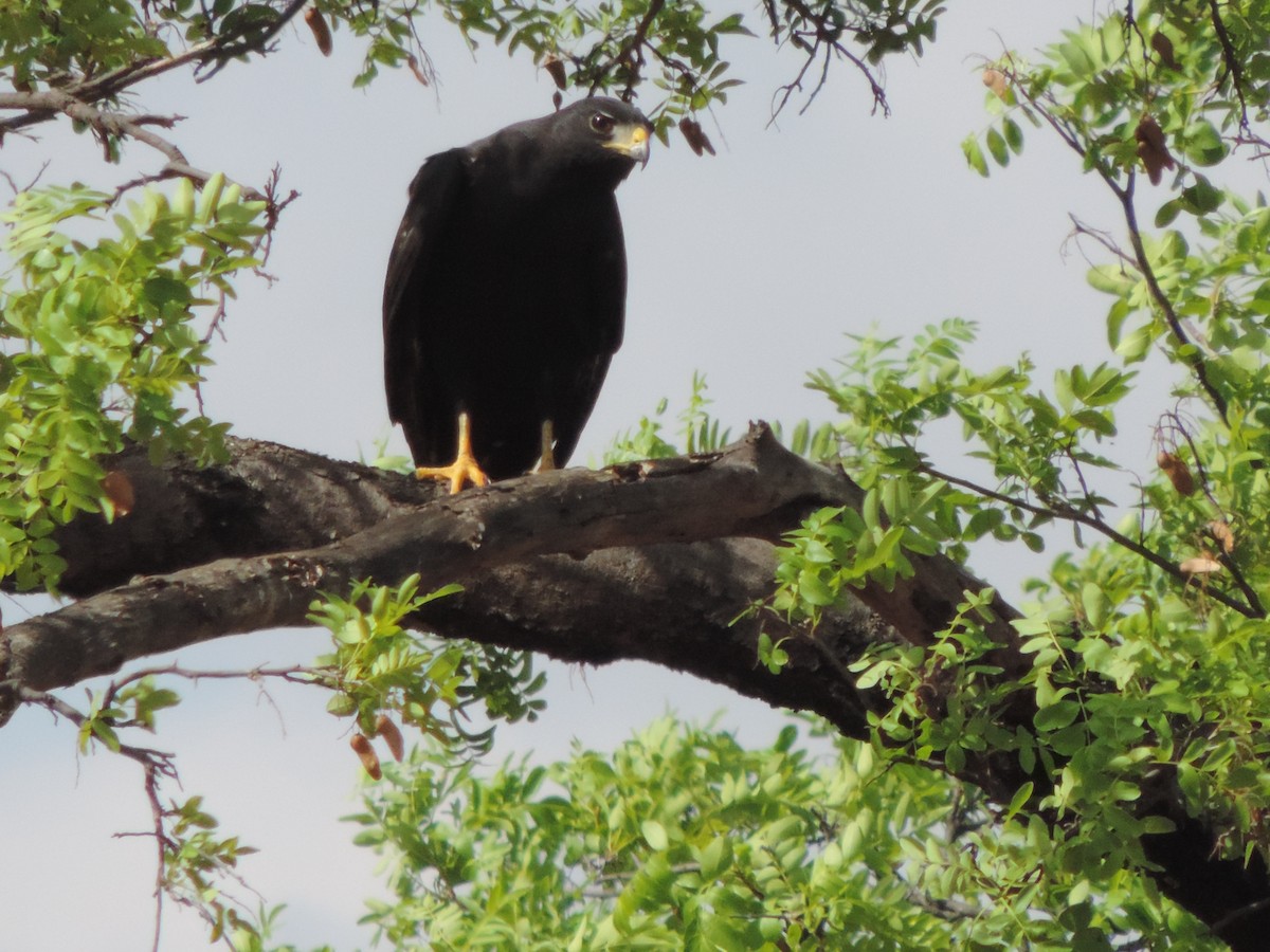 Zone-tailed Hawk - ML646526955