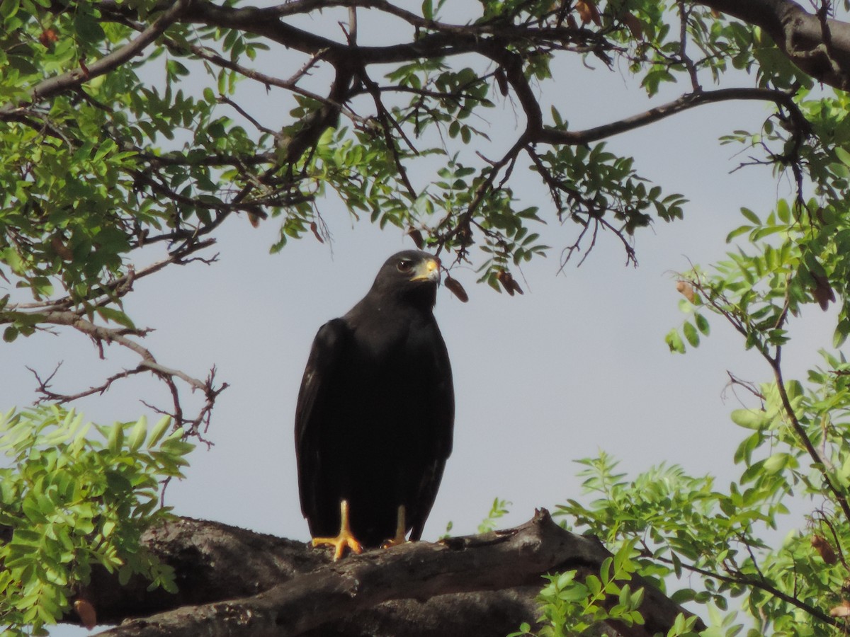 Zone-tailed Hawk - ML646526956