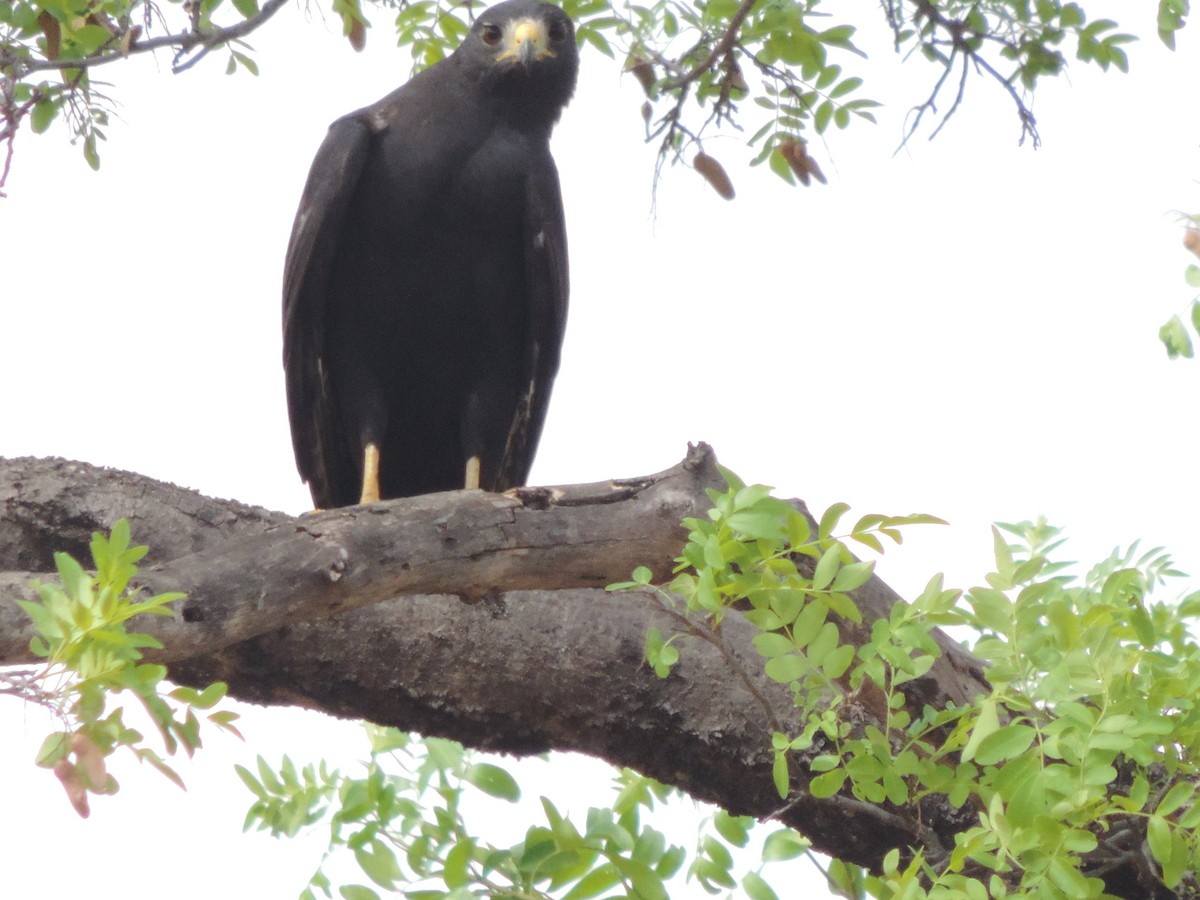 Zone-tailed Hawk - ML646526957