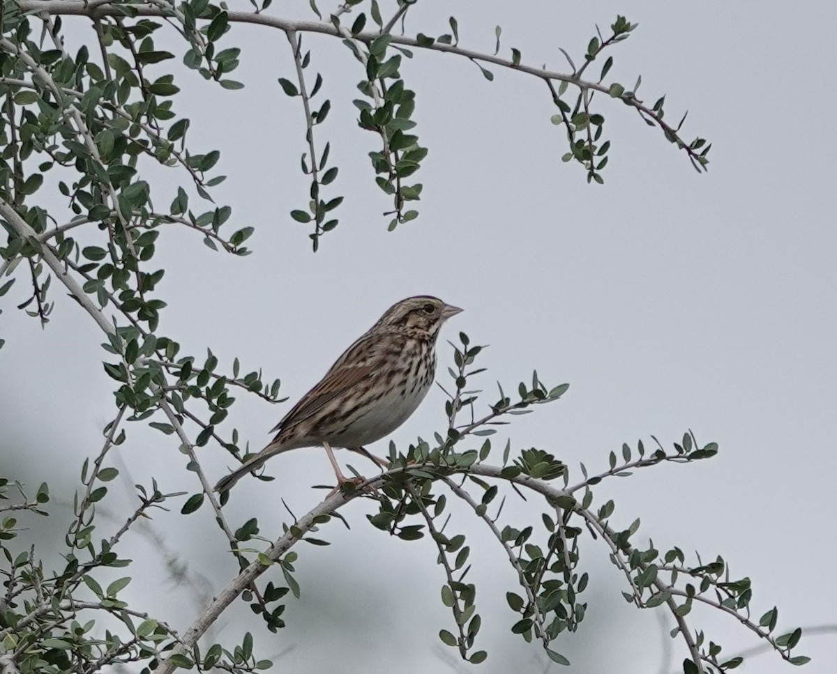 Savannah Sparrow - ML646526960