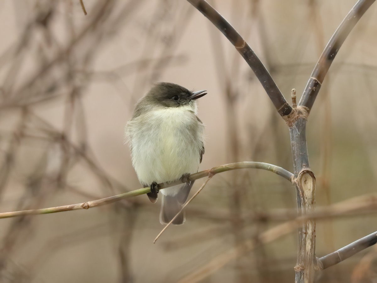 tyranovec domácí - ML646526962