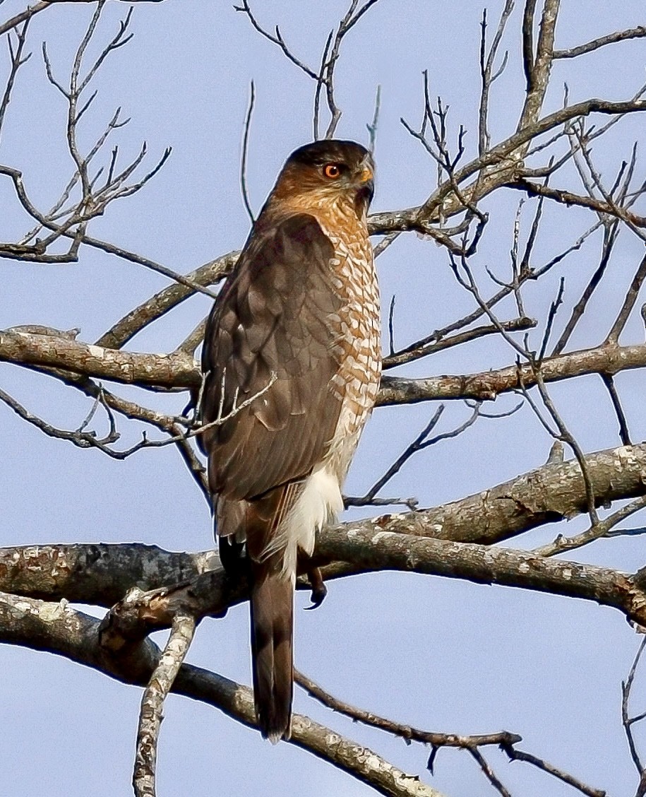 Cooper's Hawk - ML646526963