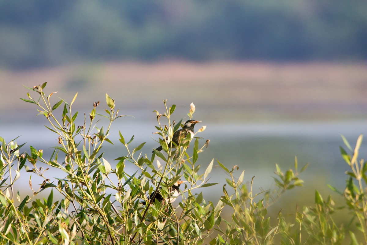 Indian Pied Starling - ML646526965