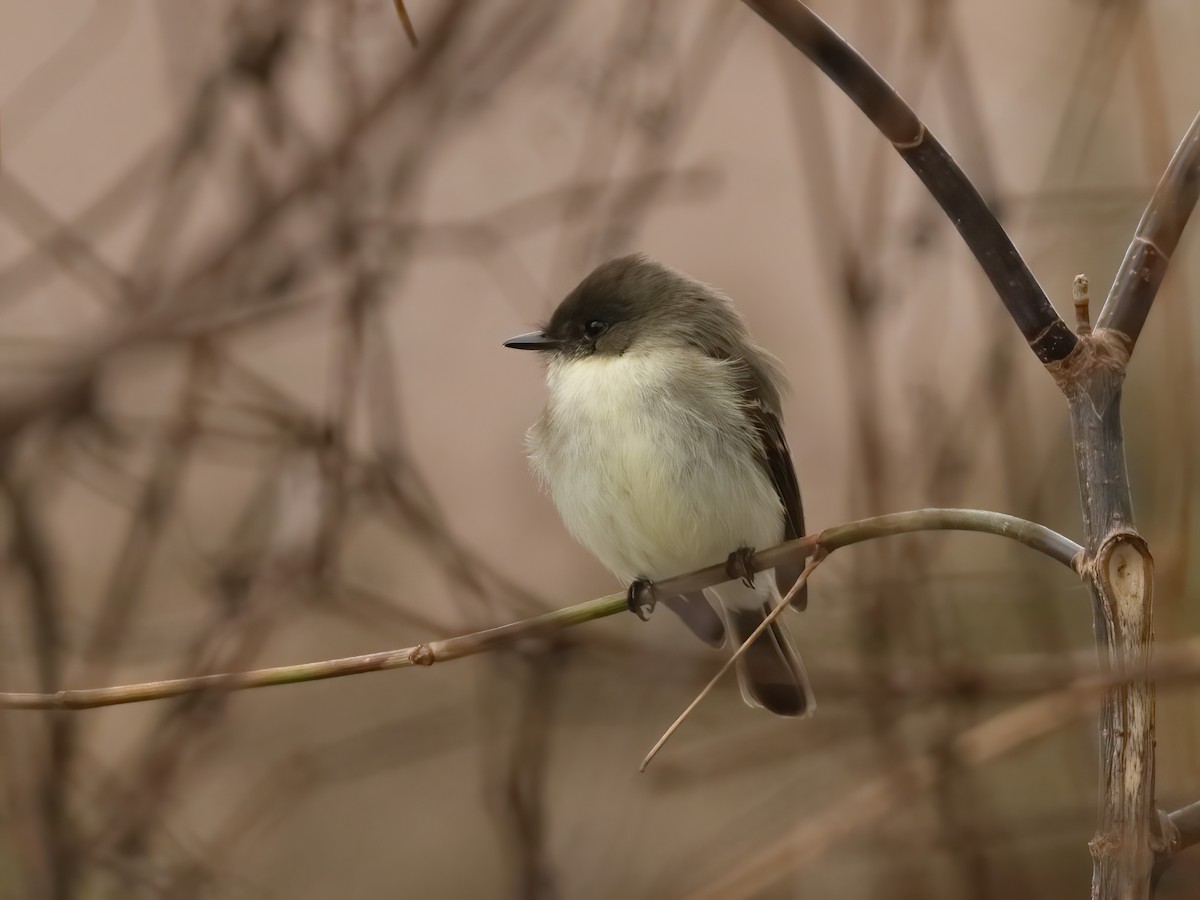 tyranovec domácí - ML646526966