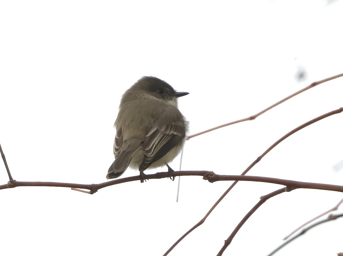 tyranovec domácí - ML646526967