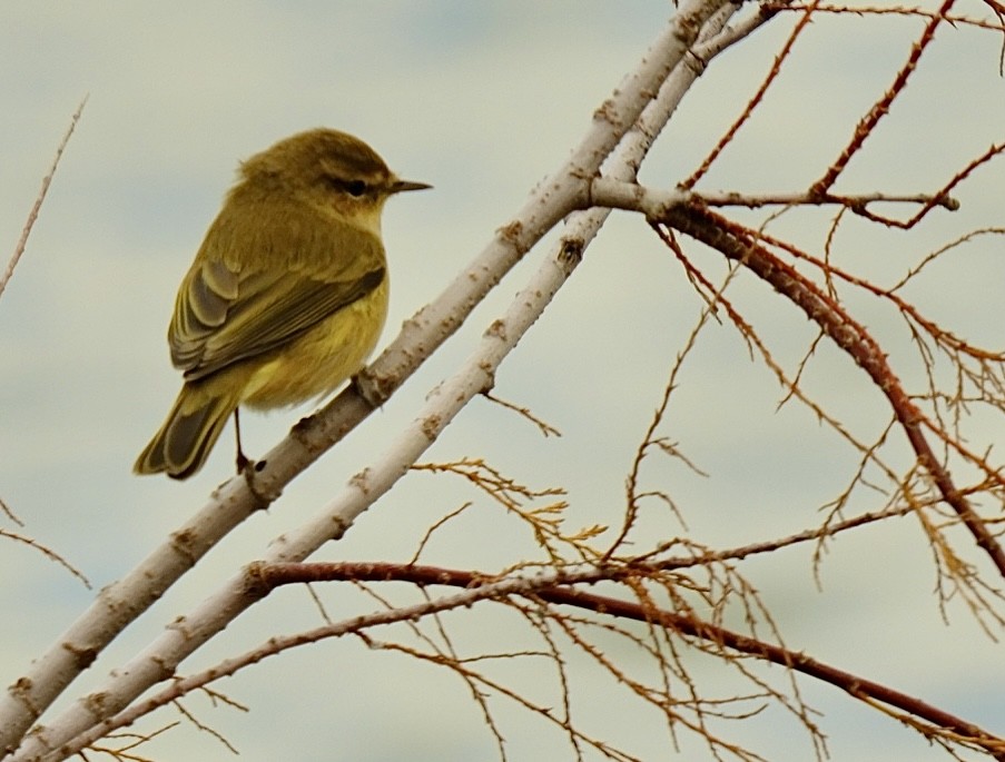 Common Chiffchaff - ML646526969