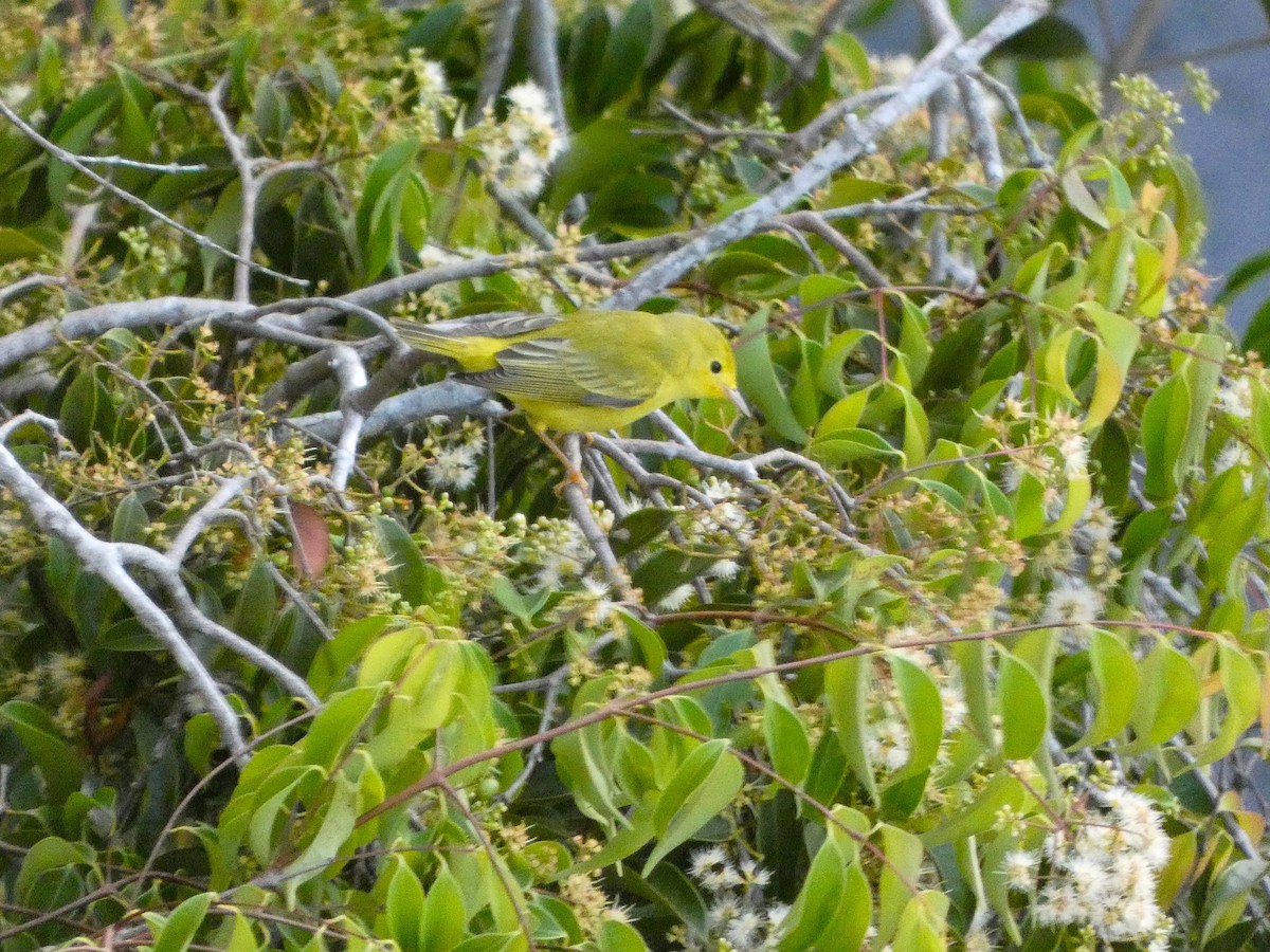 Northern Yellow Warbler - ML646526970