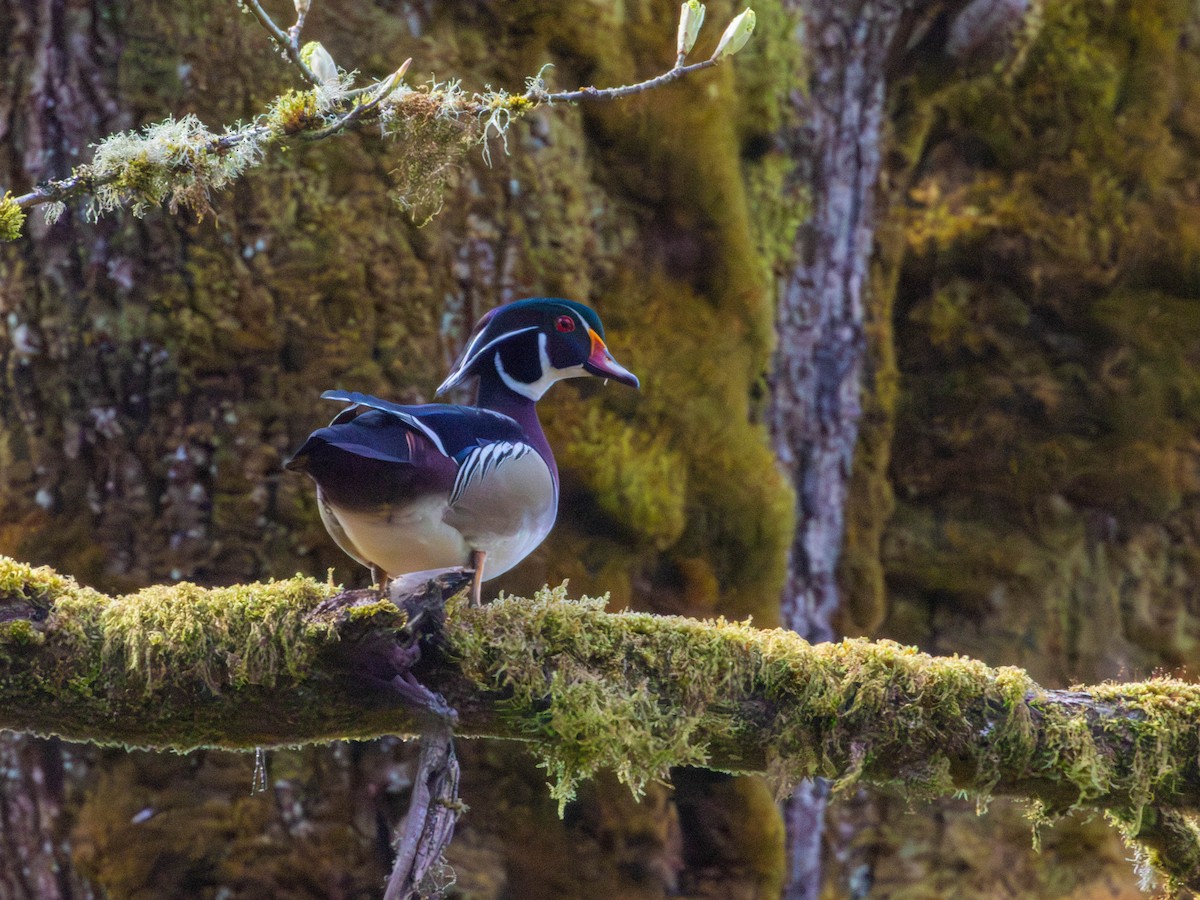 Canard branchu - ML646526971