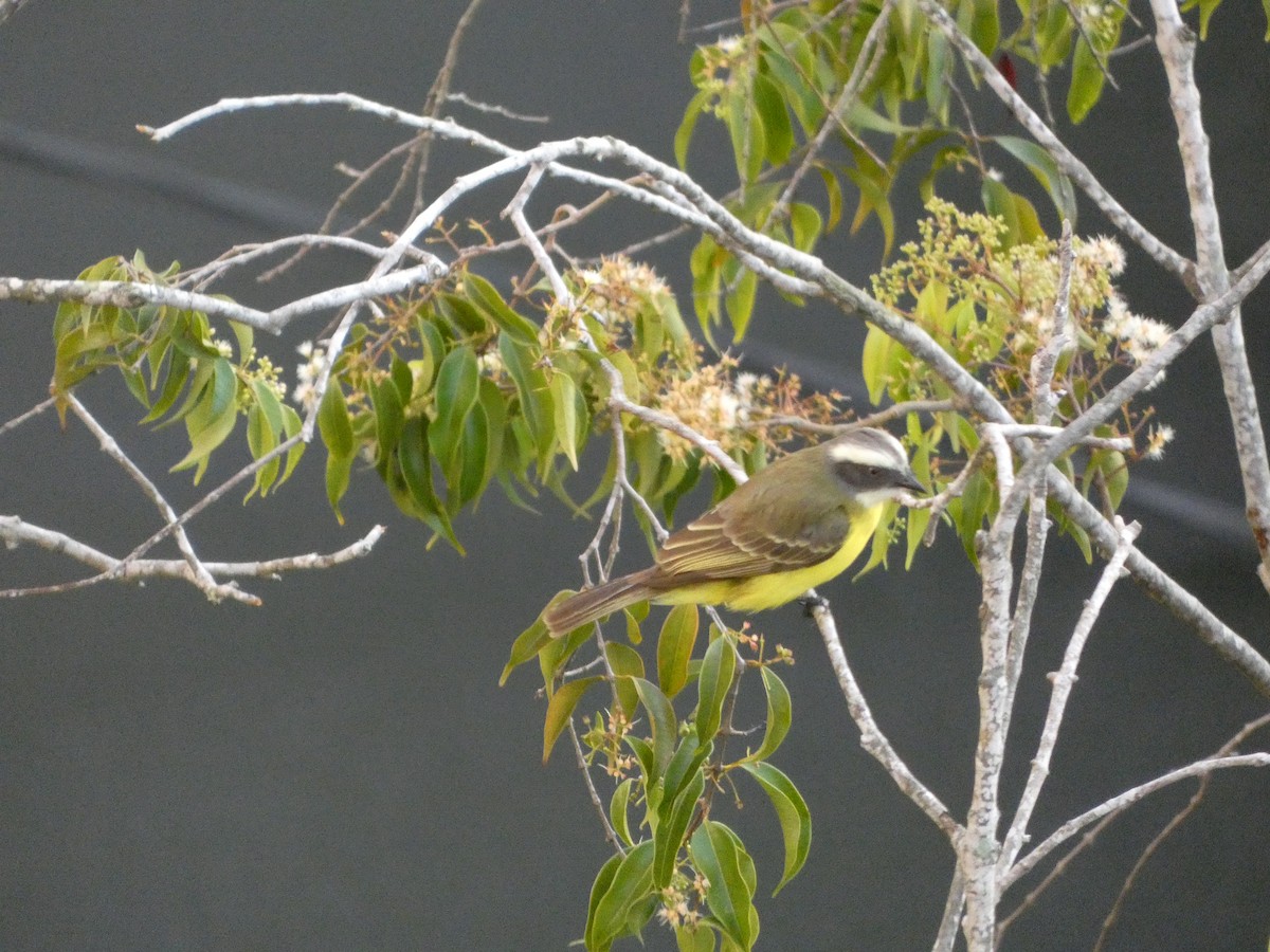Social Flycatcher - ML646526972