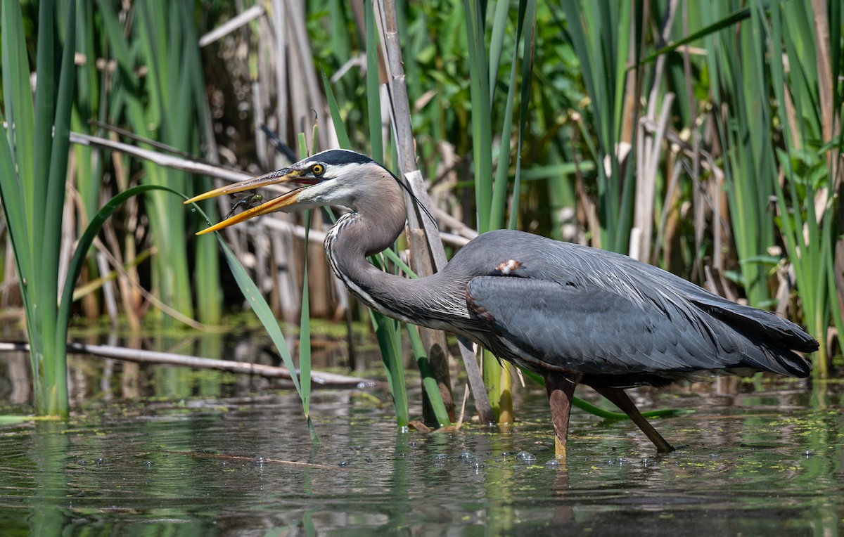 Great Blue Heron - ML646526975