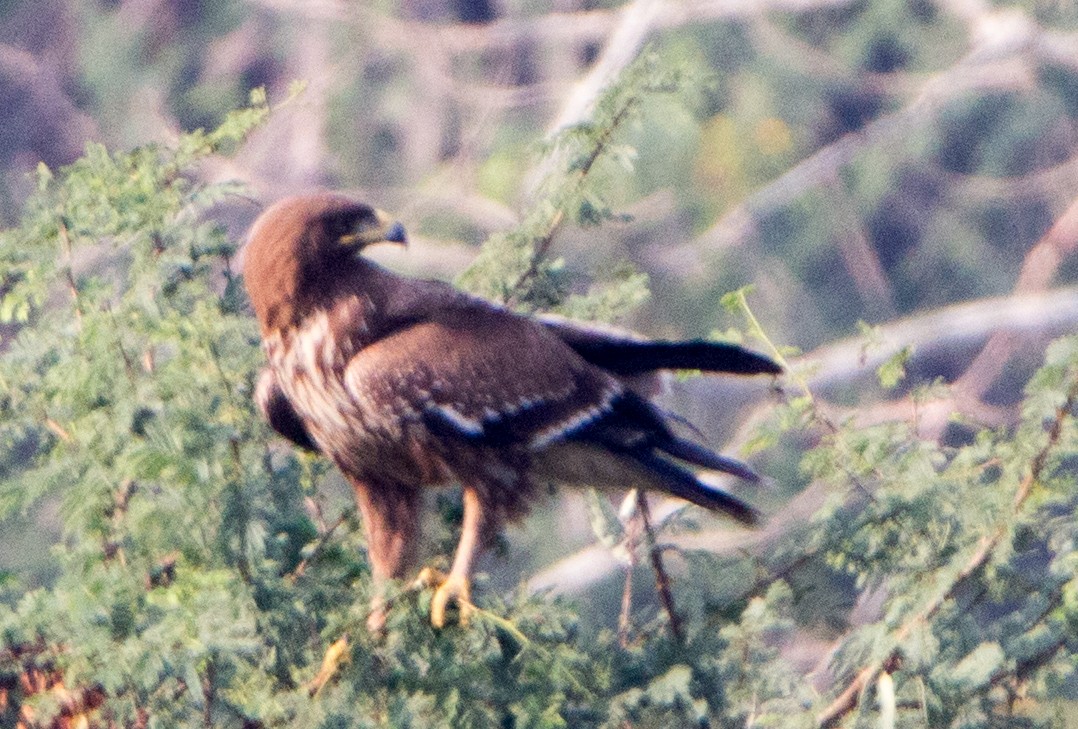 Indian Spotted Eagle - ML646526983