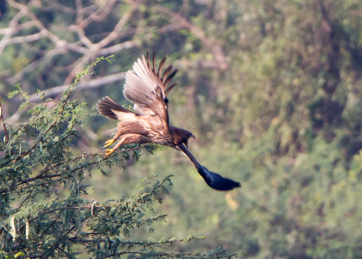Indian Spotted Eagle - ML646526984