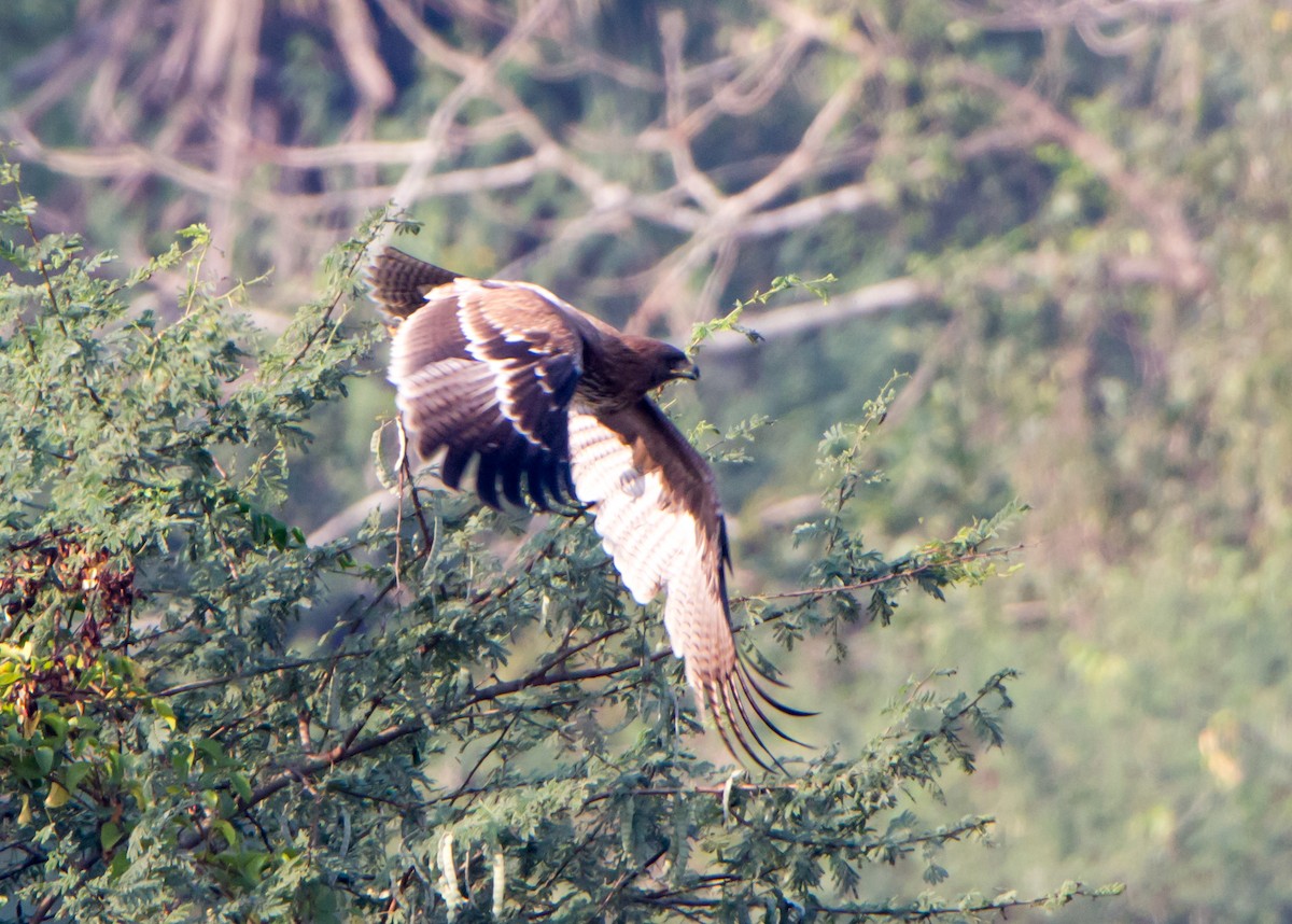 Indian Spotted Eagle - ML646526985