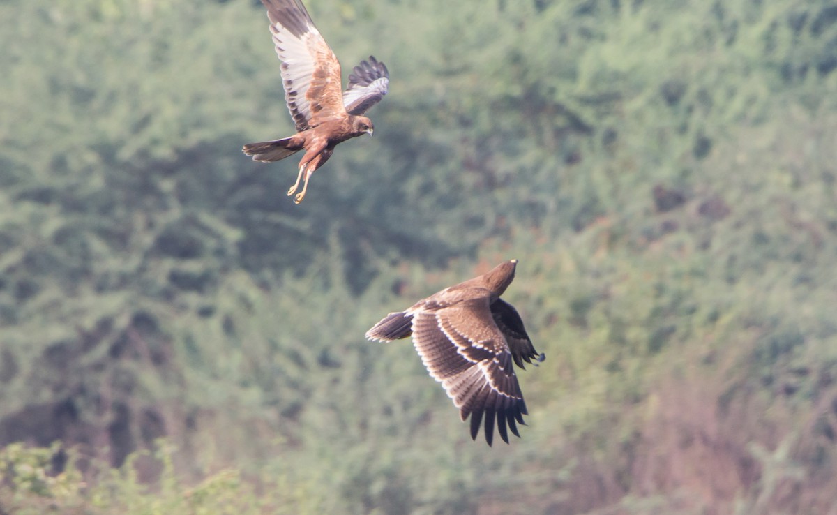Indian Spotted Eagle - ML646526986