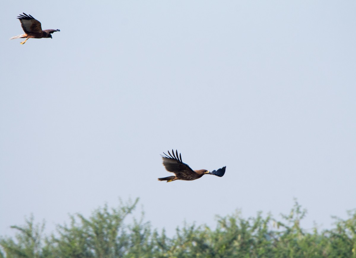 Indian Spotted Eagle - ML646526987
